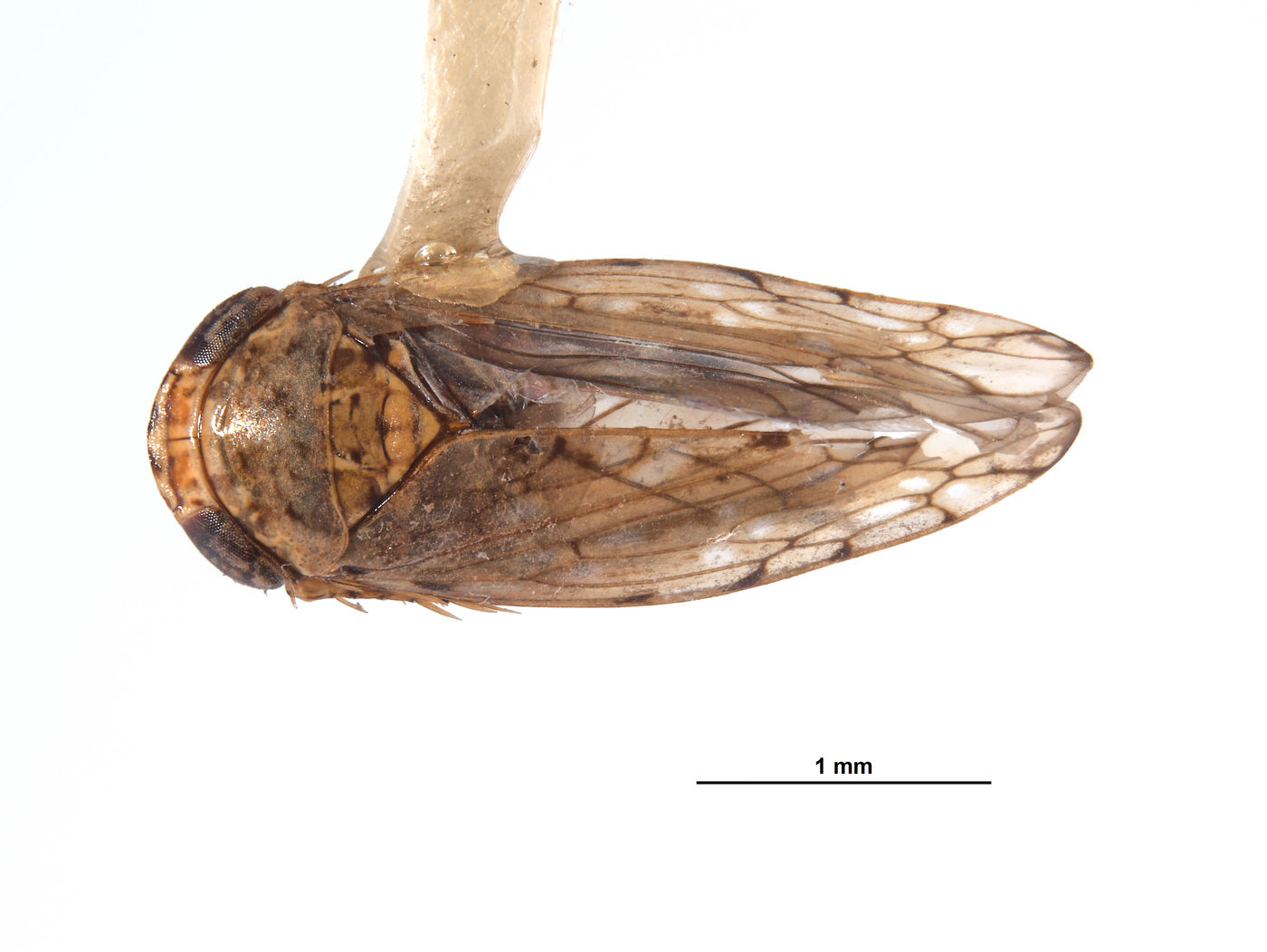 Caruya brevicauda image