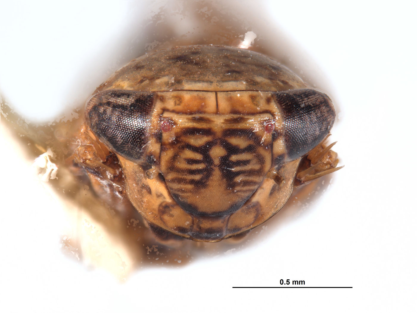 Caruya brevicauda image