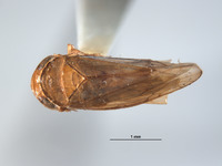 Image of Guaporea inornata