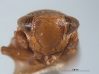 Guaporea inornata image