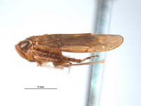 Guaporea inornata image