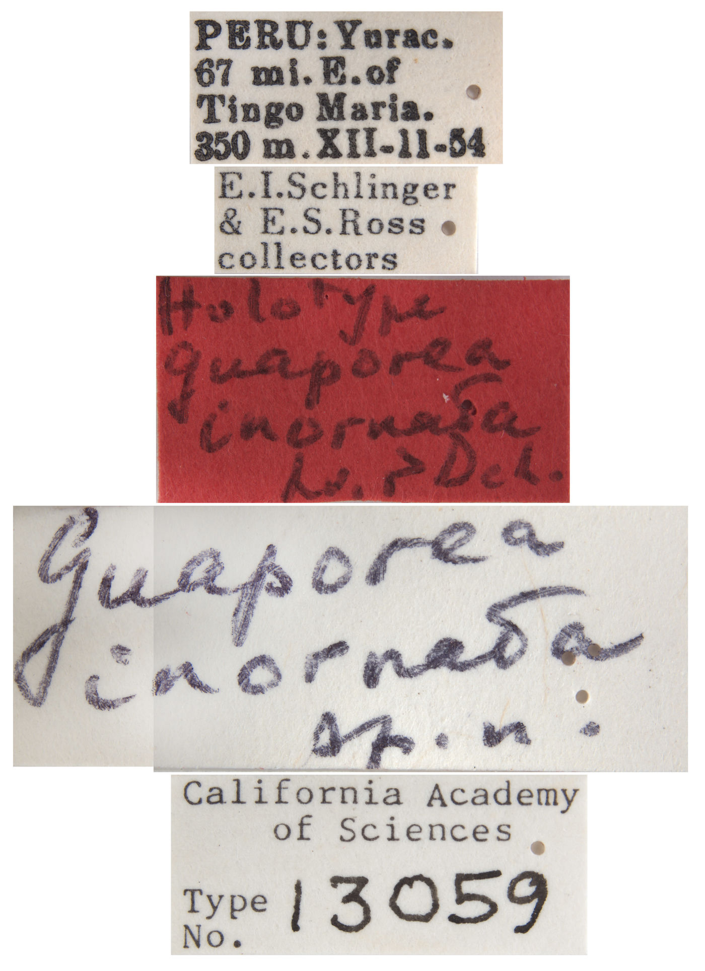 Guaporea inornata image