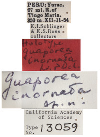 Guaporea inornata image