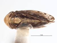 Image of Huachia flavolineata