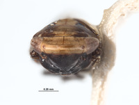 Huachia flavolineata image