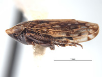 Huachia flavolineata image