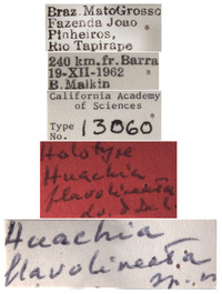 Huachia flavolineata image