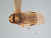 Mocoa elegans image