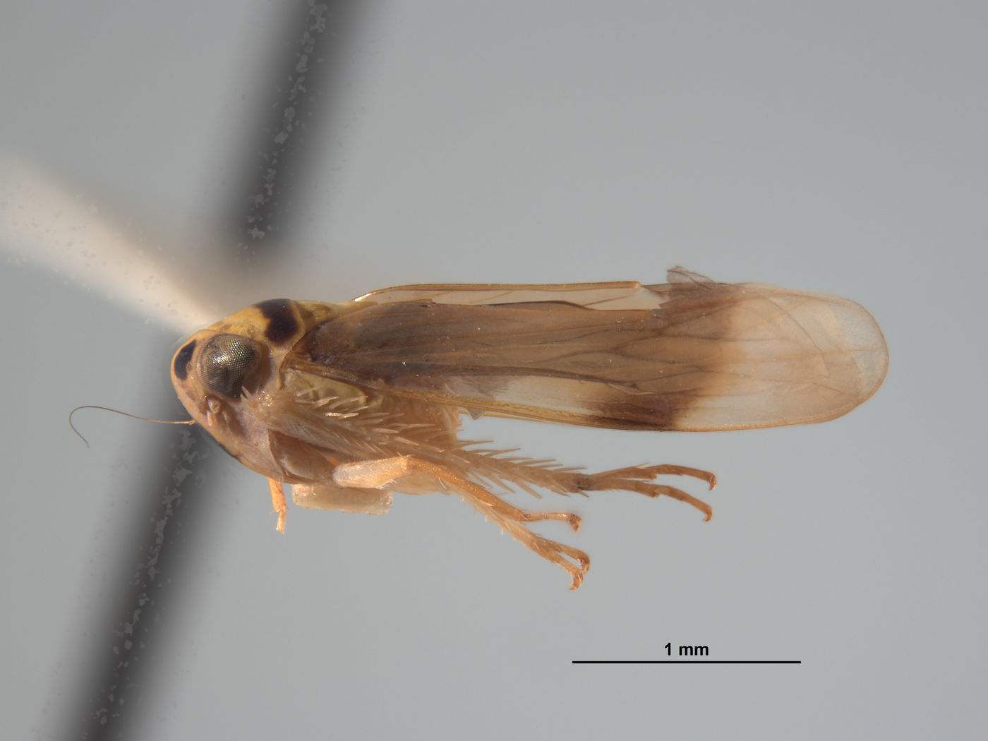 Mocoa elegans image