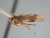Mocoa elegans image
