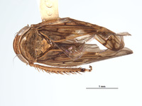 Image of Parabahita armata