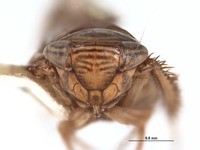 Parabahita armata image