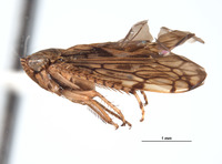 Parabahita armata image