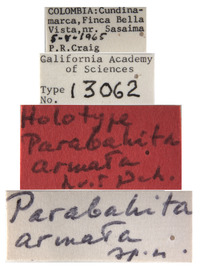 Parabahita armata image