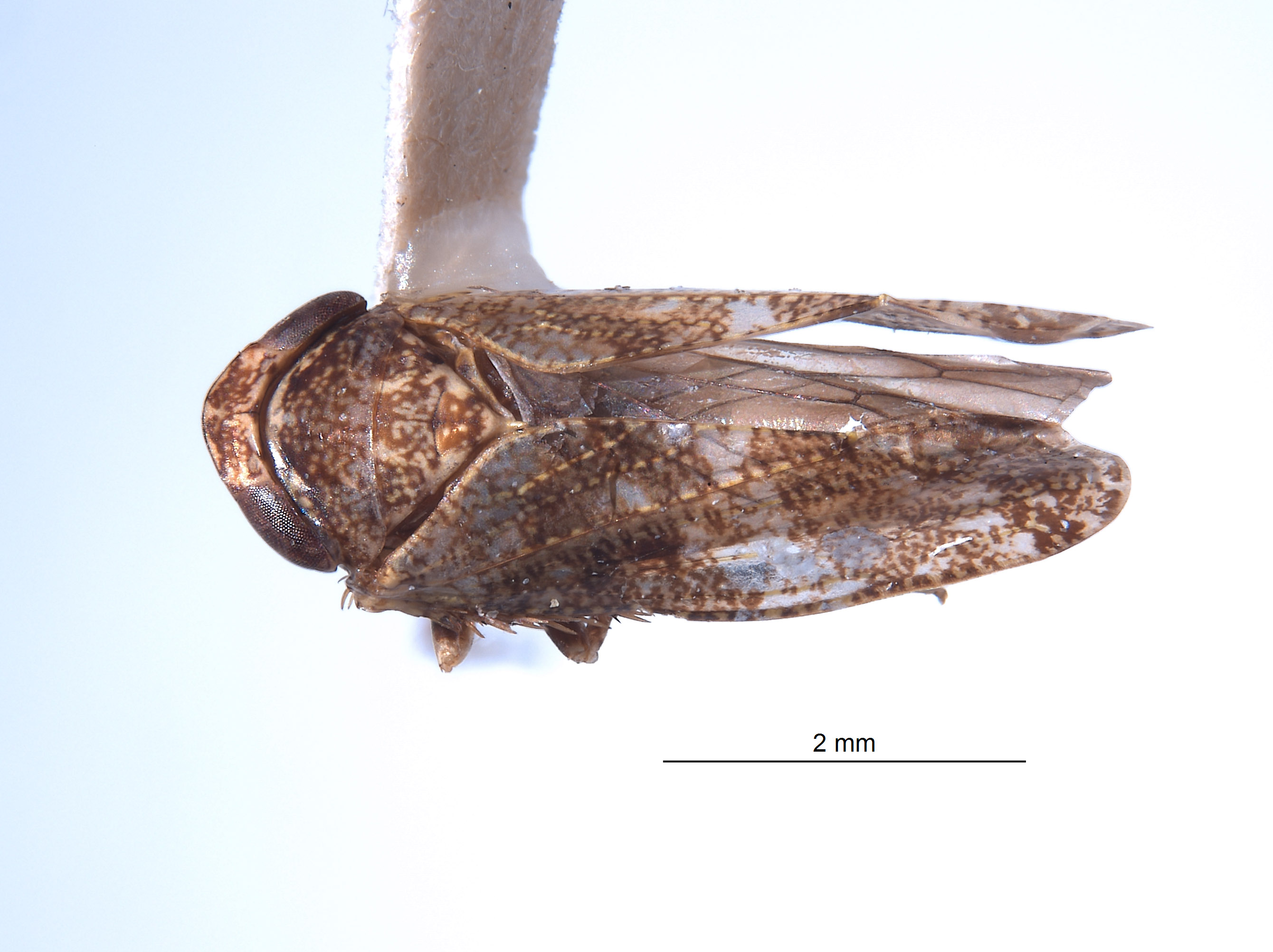 Tingolix piperatus image