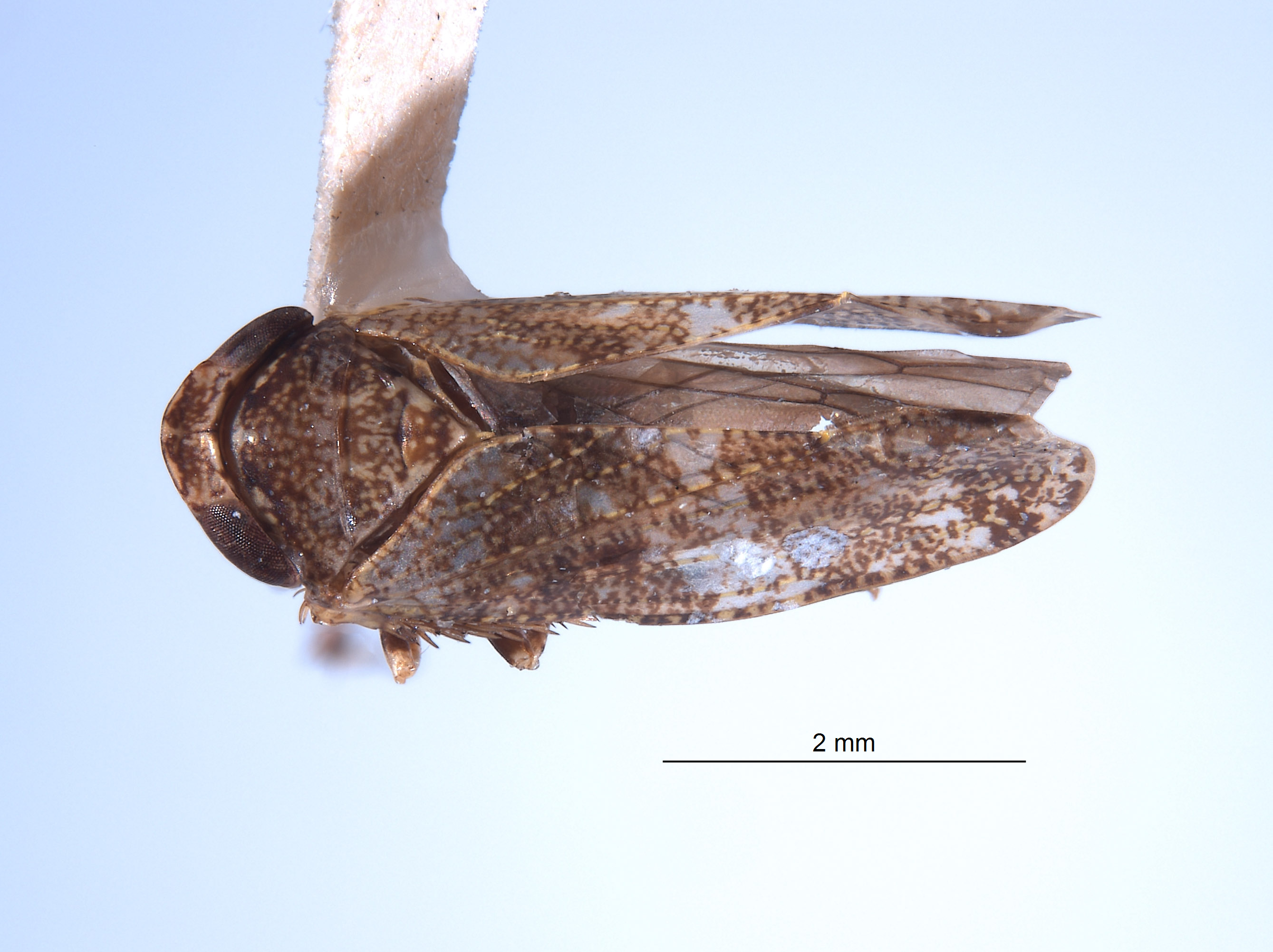Tingolix piperatus image