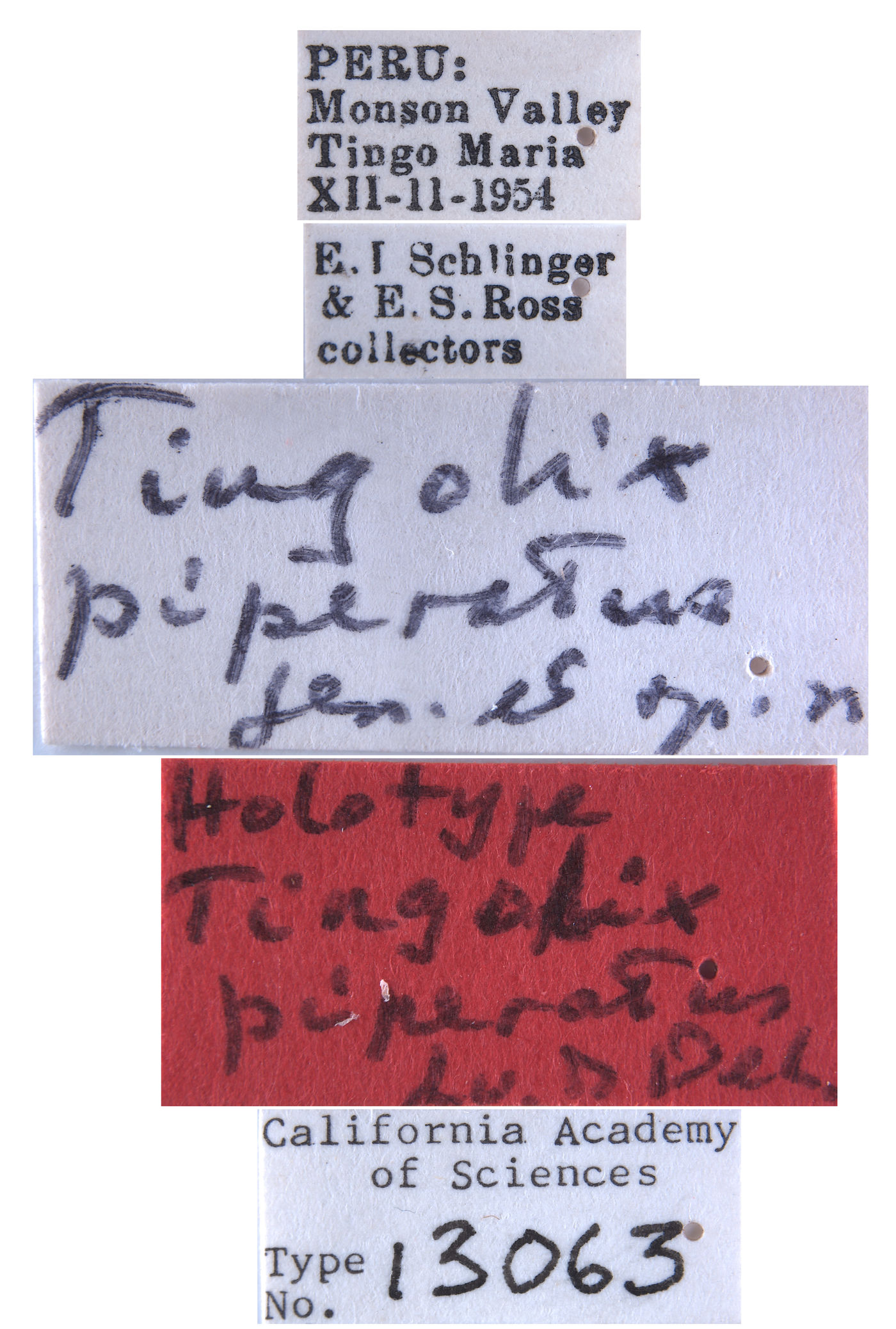 Tingolix piperatus image