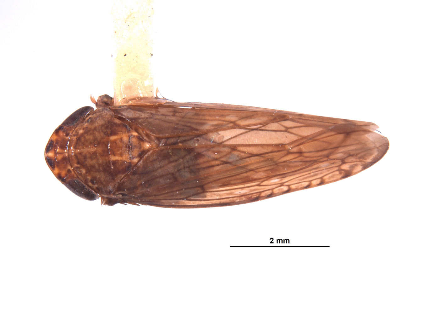 Tingopyx ramosus image