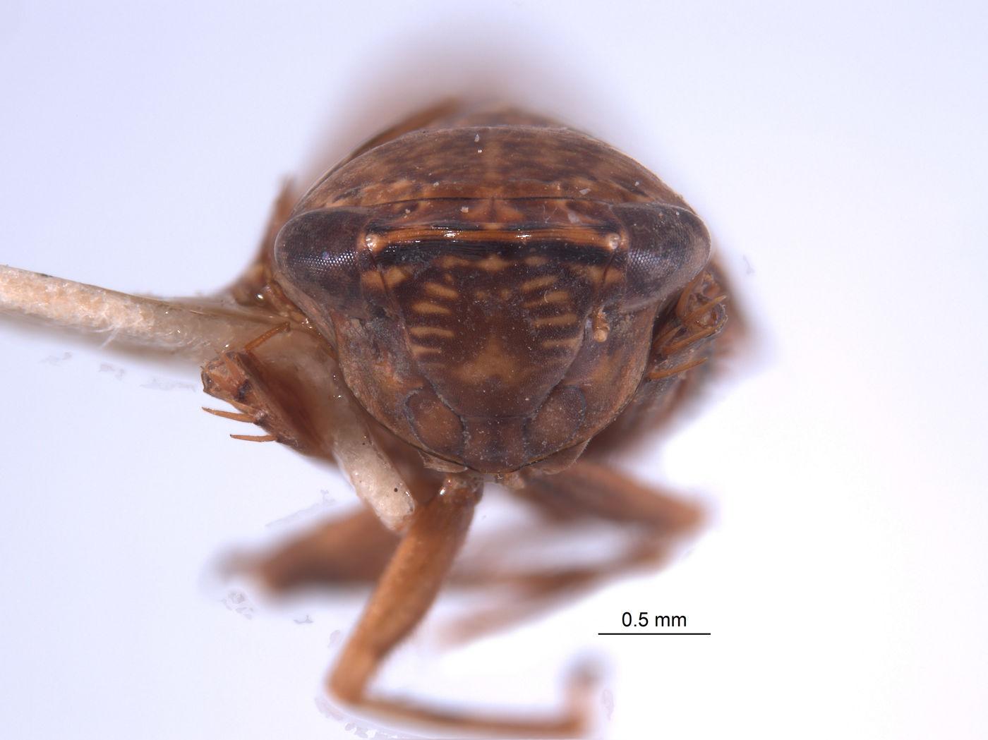 Tingopyx image