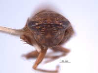 Tingopyx ramosus image