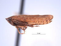 Tingopyx ramosus image