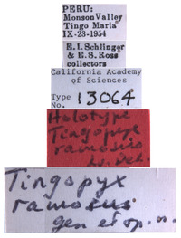 Tingopyx ramosus image