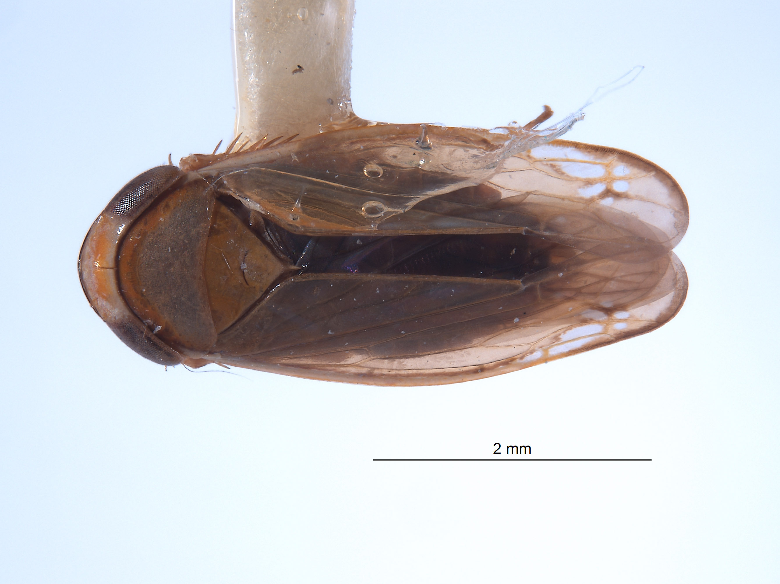 Yuraca flavomarginata image