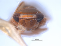 Yuraca flavomarginata image