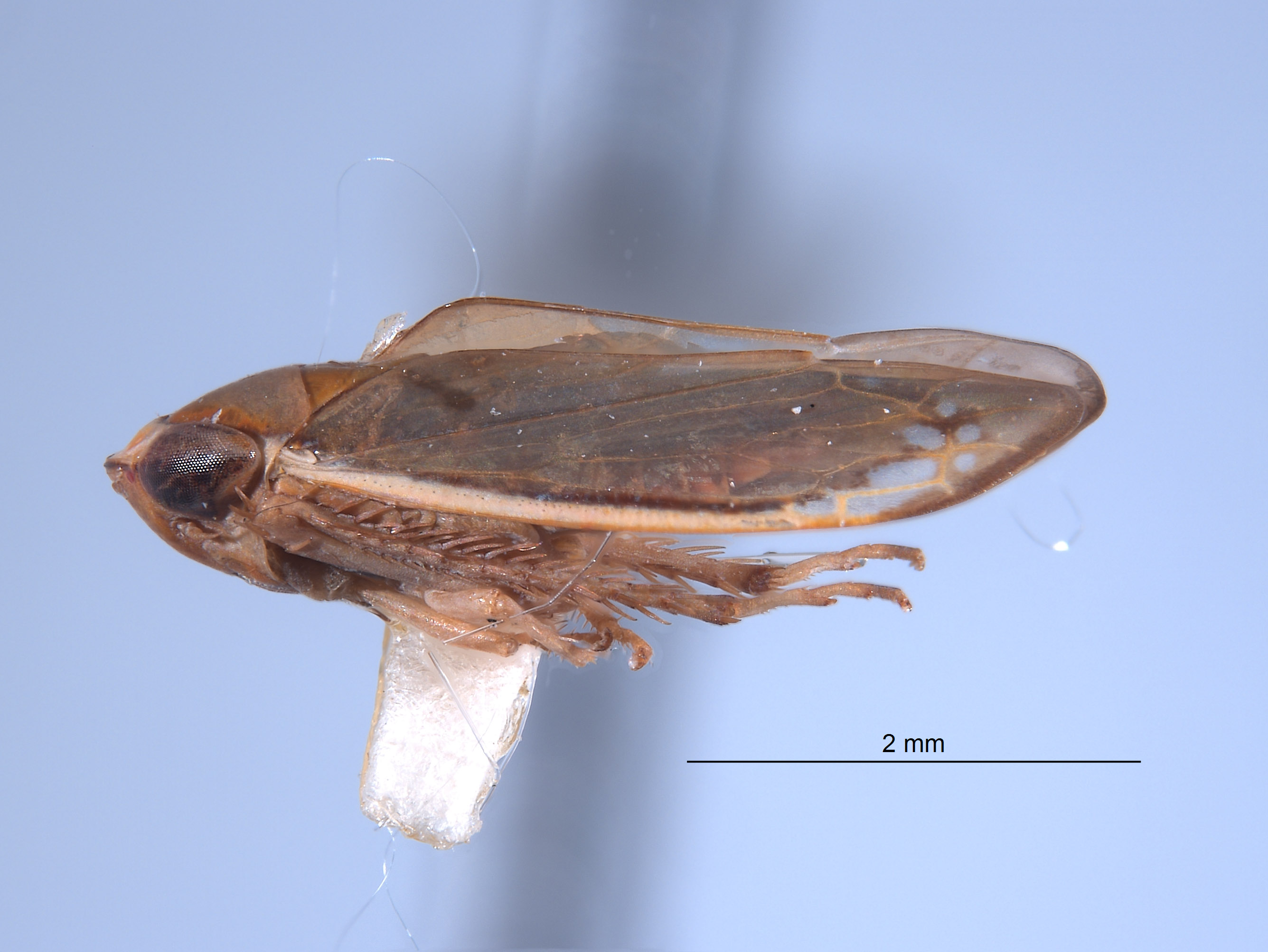 Yuraca flavomarginata image