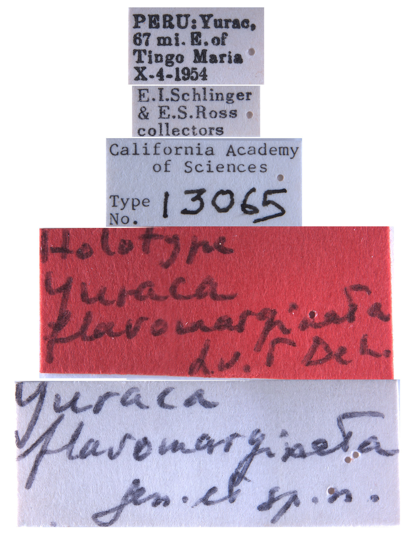 Yuraca flavomarginata image