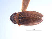 Allonolla usingeri image