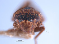 Allonolla usingeri image