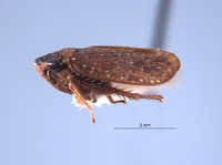 Allonolla usingeri image