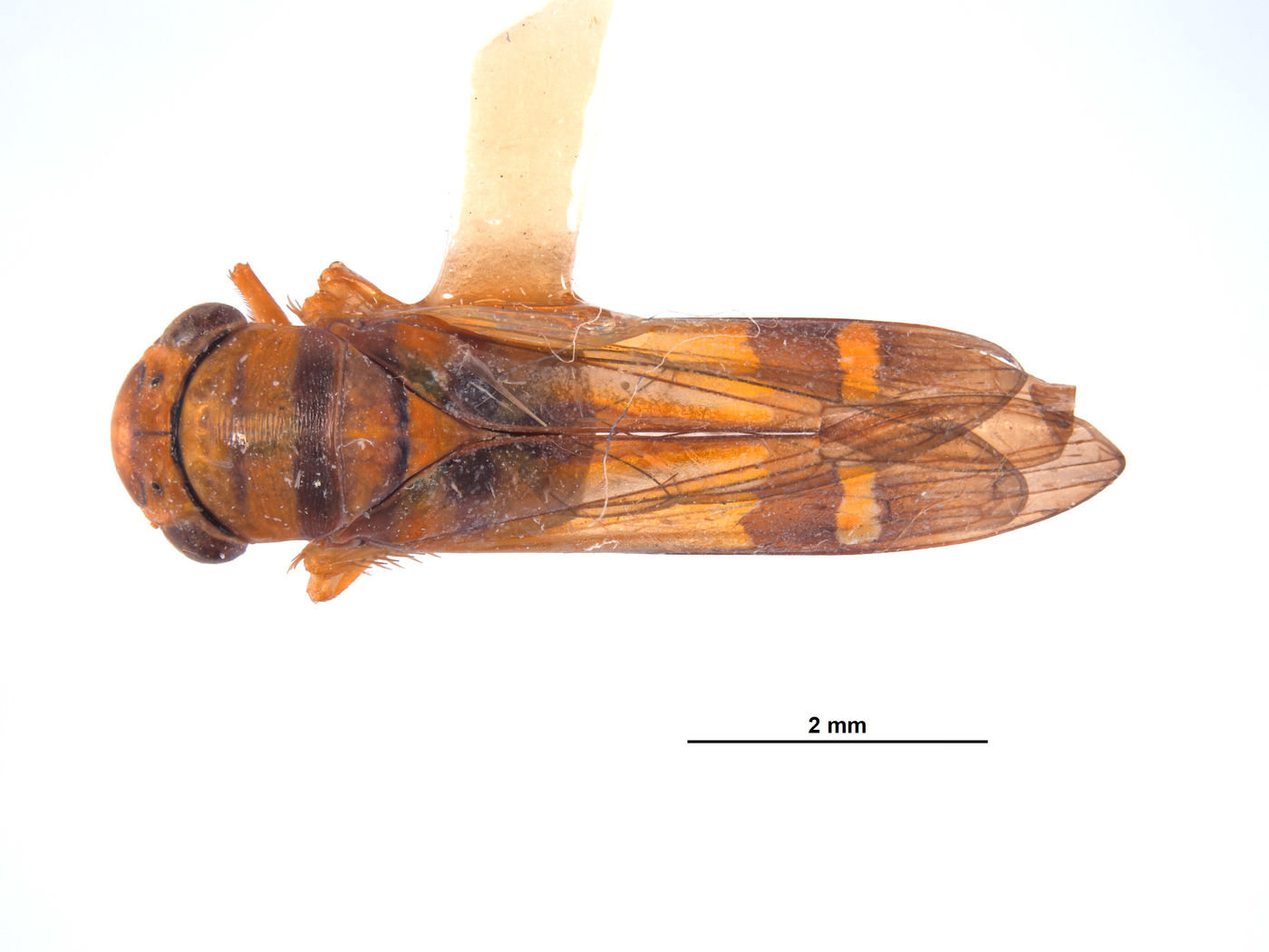 Dilobopterus adocetus image