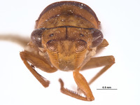 Dilobopterus adocetus image