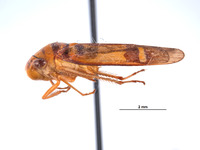 Dilobopterus adocetus image