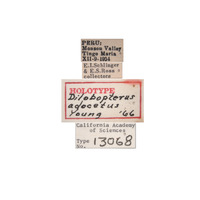 Dilobopterus adocetus image