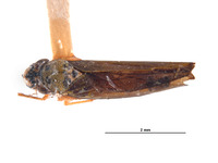 Lautereria apperita image