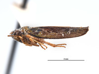 Lautereria apperita image