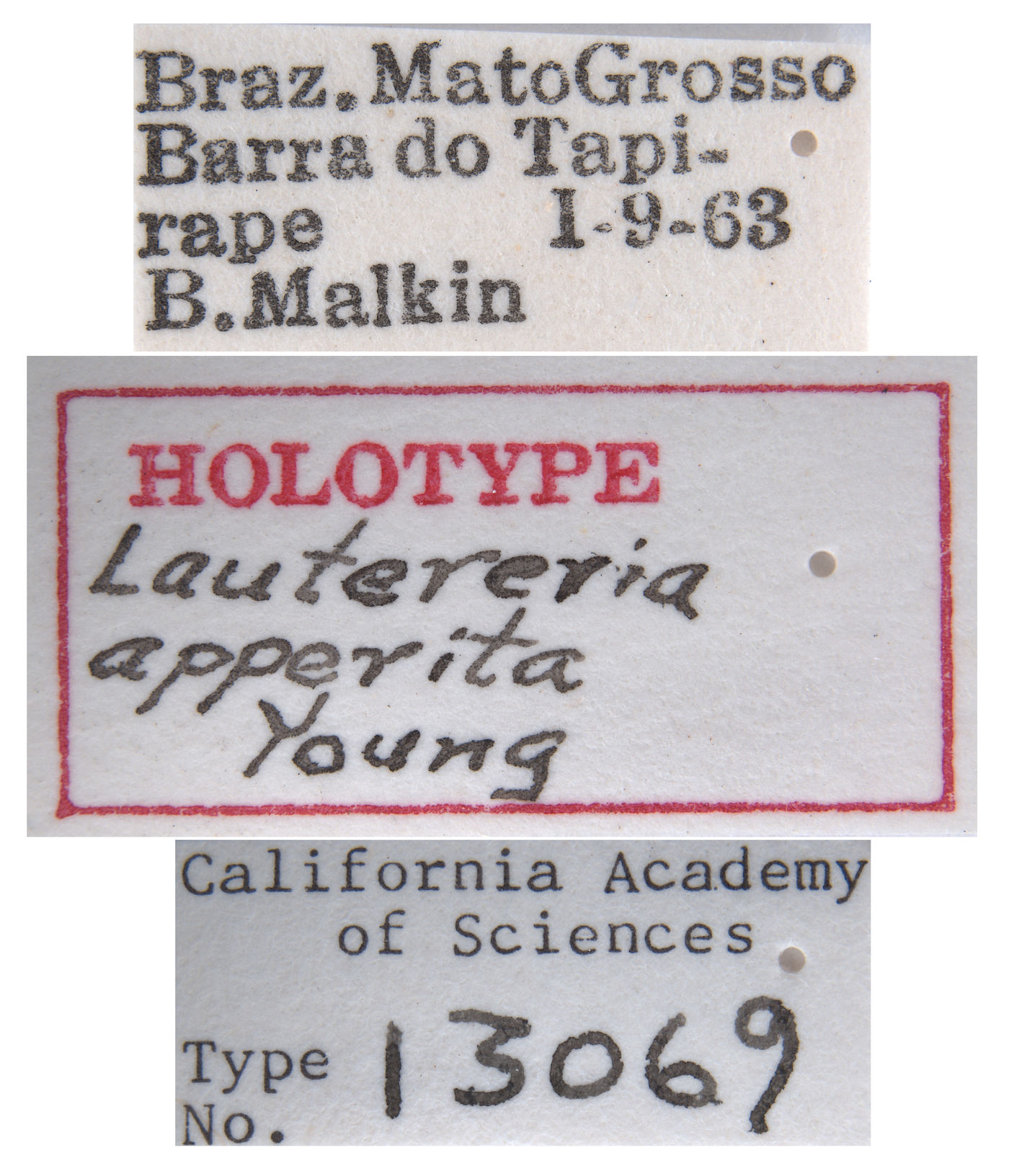 Lautereria apperita image