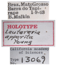 Lautereria apperita image