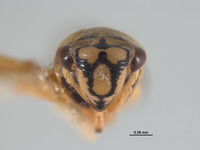 Lautereria tapirapensis image