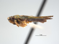 Lautereria tapirapensis image