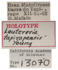 Lautereria tapirapensis image