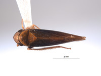 Image of Mesogonia bicornuta