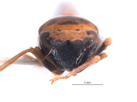 Mesogonia bicornuta image