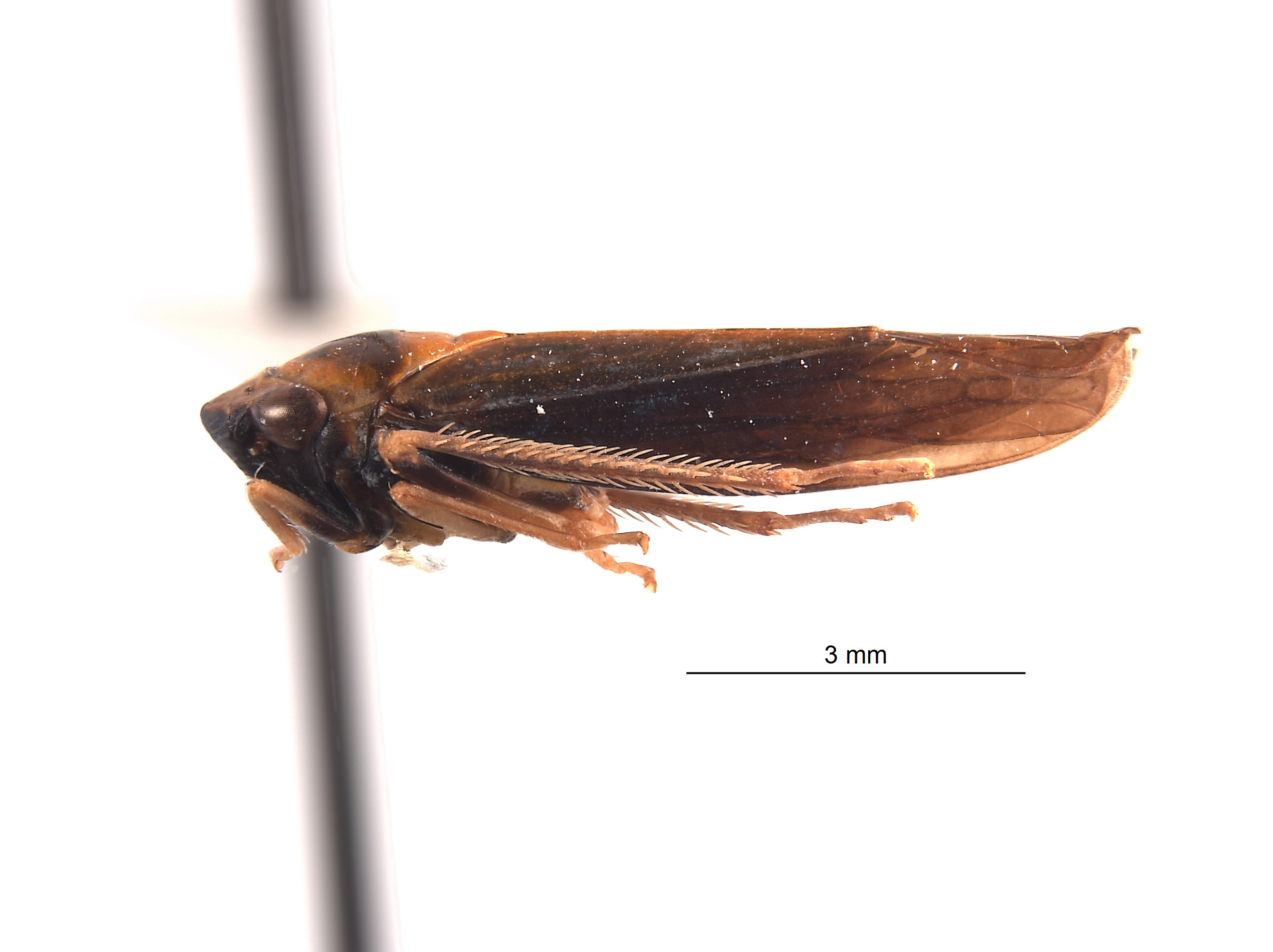 Mesogonia bicornuta image