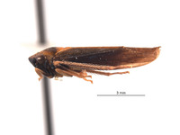 Mesogonia bicornuta image