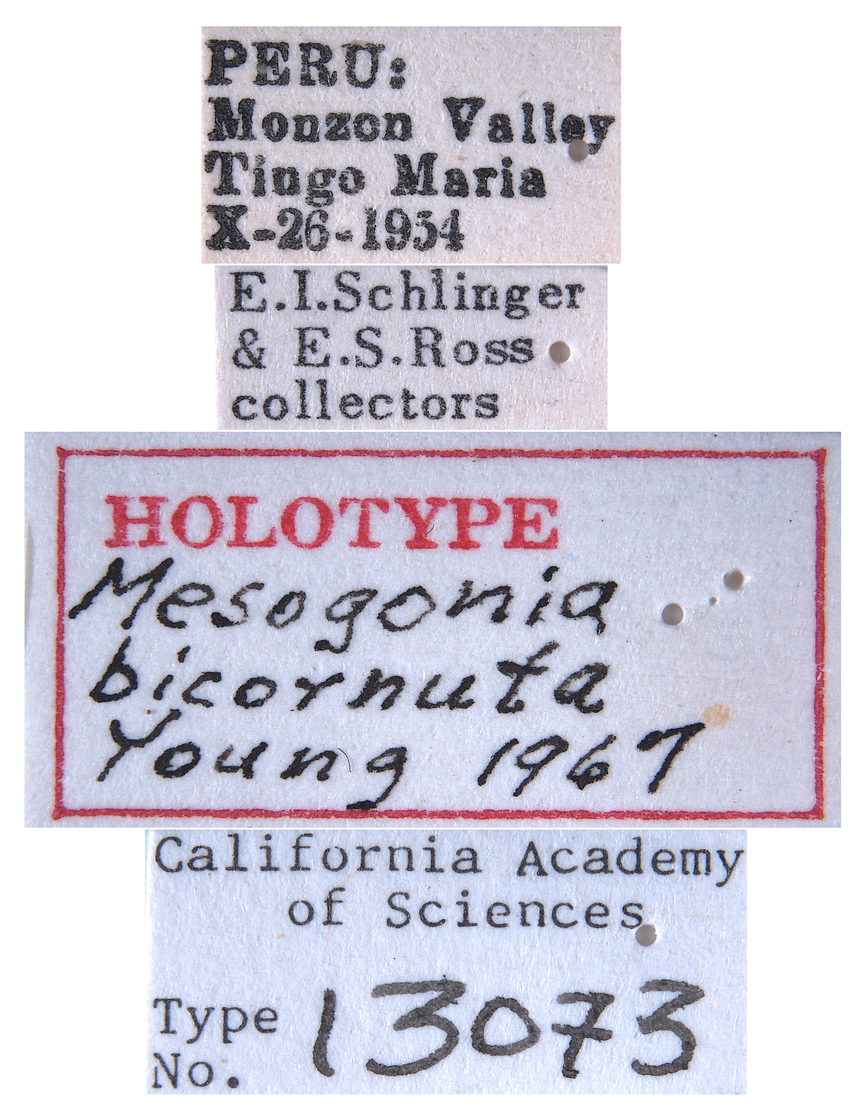 Mesogonia bicornuta image