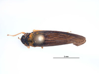 Image of Mesogonia monsonensis